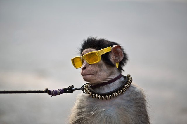 A trained monkey sits next to his owner as they wait for customers